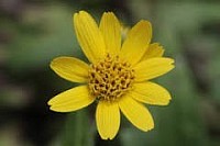 arnica